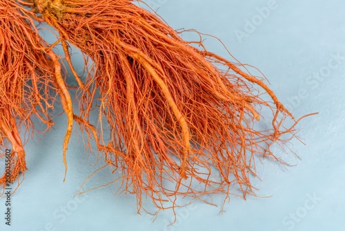 Detailed close up of vibrant orange roots on soft blue background