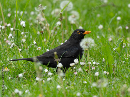 Foto Birds in Spring - Male Blackbird standing in the Grass behind a Dandelion