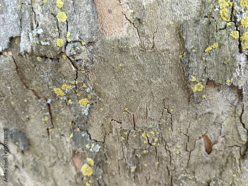 tree bark texture