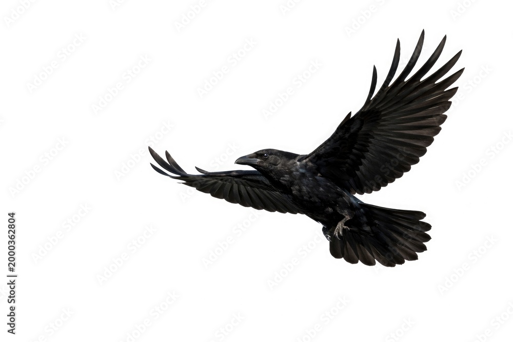 Fototapeta premium Black crow mid flight over plain white background with large copy space for designs