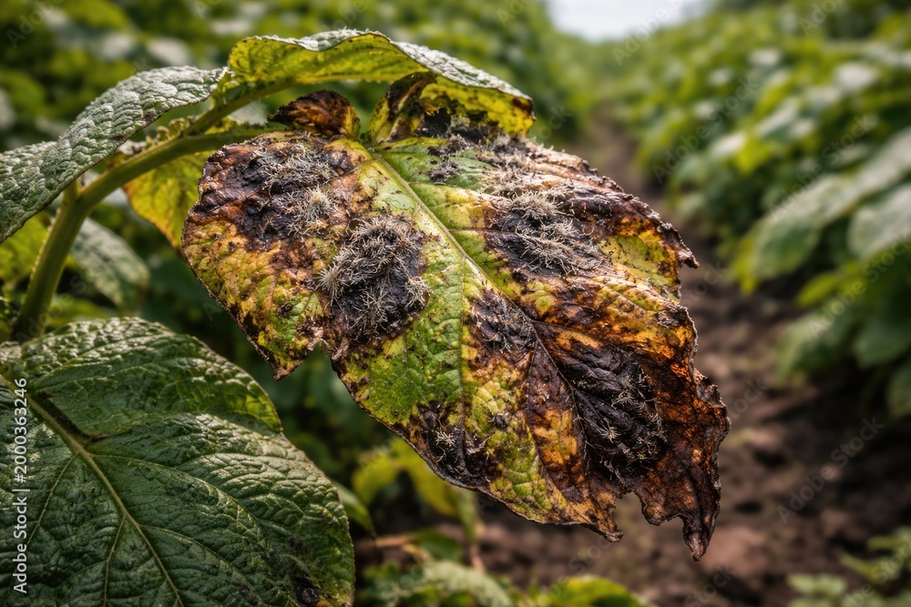 Fototapeta premium Fungus causing visible damage to potato leaf surfaces