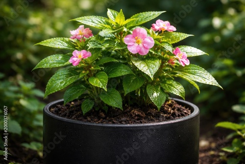 black container holding a v...