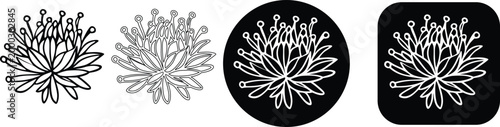 Set of protea flower line art icons with various outline styles and backgrounds, real image, no blur, clear image, hd, full hd, photos, isolated white background.