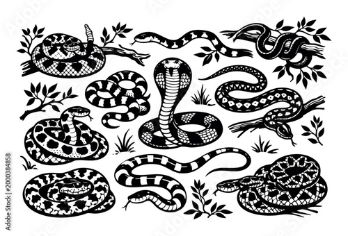 Set of different snakes including cobra, rattlesnake, and vipers, showing patterns and poses within a wildlife nature theme