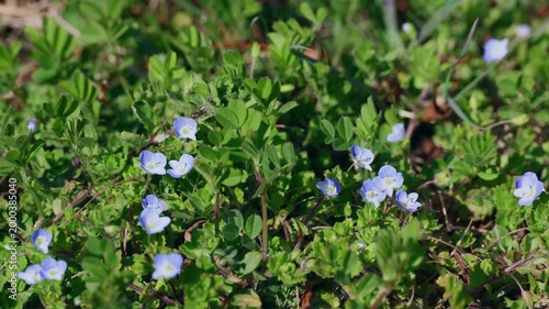 Blue Speedwell Wildflowers With Visiting Hoverfly