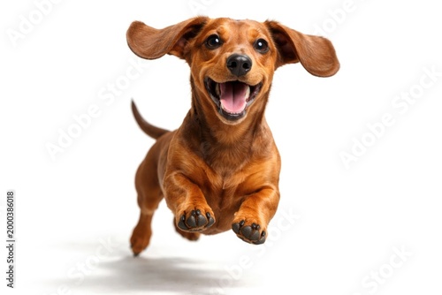 Cheerful brown dachshund springing happily on plain white background