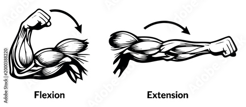 Arm muscles demonstrating principles of body movement, extension, and flexion in human anatomy, ideal for health and education