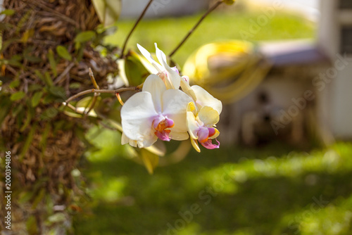 Orchide 