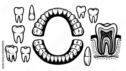 Dental anatomy outline illustration representing single teeth, complete jaws, and internal tooth structure, ideal for educational health care concepts