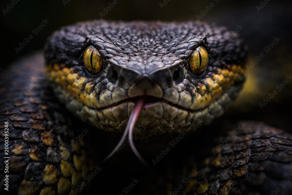 Fototapeta premium High resolution close up shot of a Mangrove Pit Viper snake face