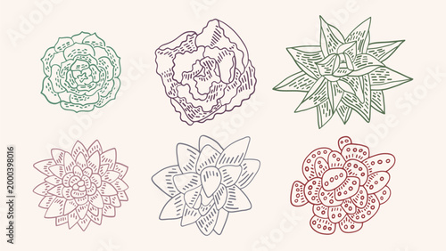 Hand drawn set of home succulent plants. Not AI