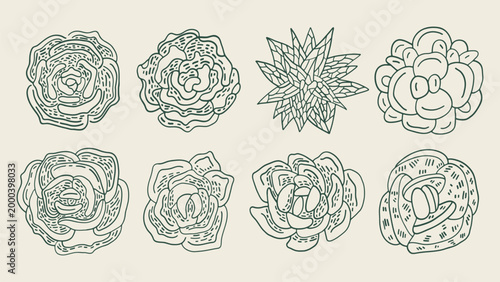 Hand drawn set of succulent plants. Not AI