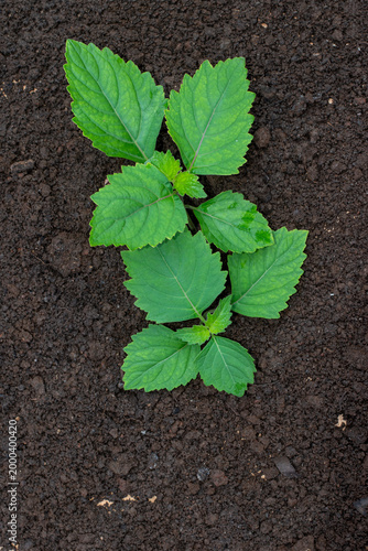 Patchouli plant, patchouli as a base ingredient for essential oils, small patchouli plant