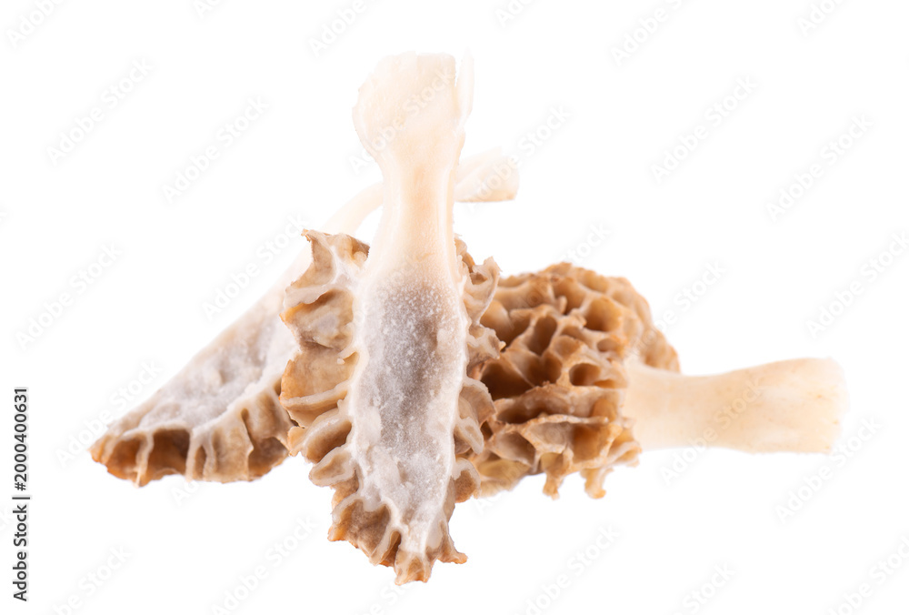 Obraz premium Morel mushroom isolated on white background. Morchella esculenta. Spring edible fungi. Clipping path.