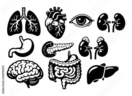 Human organs vector icons illustrating anatomy, medical science, health, and biology concepts on a white background