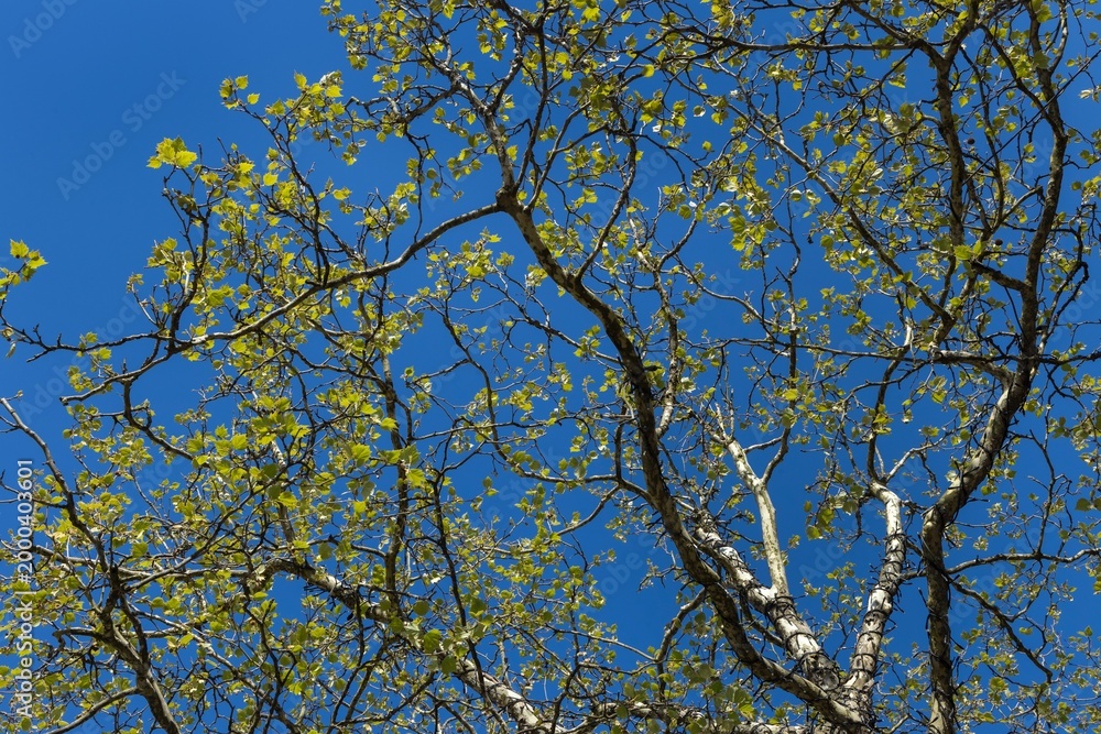 Obraz premium Tree leaves in spring. Scenes at the centre of the town of Lingen Germany. Lower Saxony