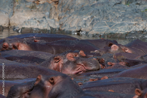 Bild auf Leinwand Hippopotamus or Hippopotamus amphibius wallowing in pool