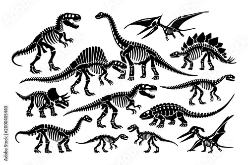 Dinosaur skeletons illustrating various ancient prehistoric creatures and fossils. Studying paleontology and extinct animal anatomy