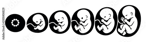 Human embryo and fetus progressing through various stages of prenatal development and gestation period in the womb