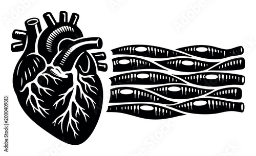 Human heart illustrating the microscopic structure and cells of cardiac muscle, representing vital biology and physiology concepts