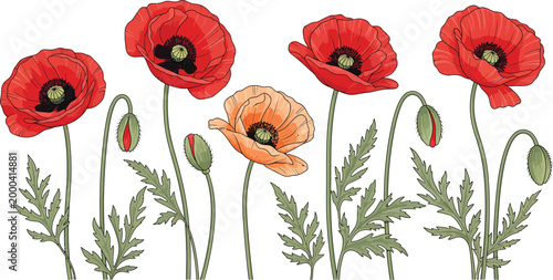 A vibrant cluster of red and orange poppies with buds on green stems against a white background with green leaves