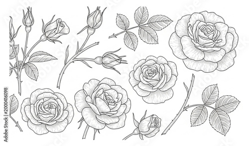 Botanical hand drawn roses luxury sketch collection vector set for tattoo wedding invitation