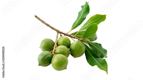 Foto green macadamia nuts with leaves isolated on transparent background