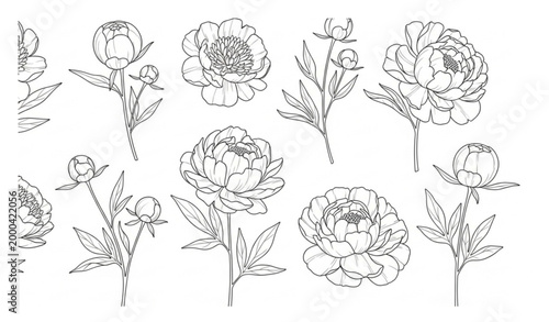 Collection of peony flower sketches hand drawn minimal line art botanical vector set
Keywords: