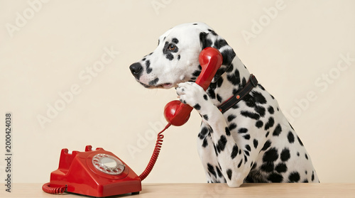 A playful Dalmatian dog humorously holds a vintage red rotary telephone receiver to its ear, mimicking a call