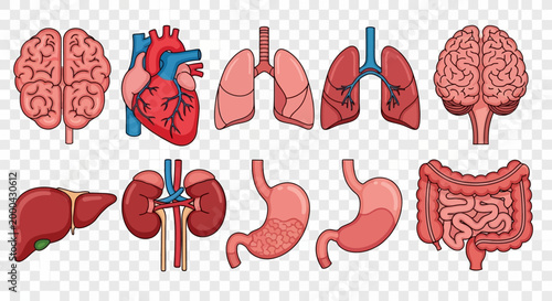 Human Organs Vector Illustration