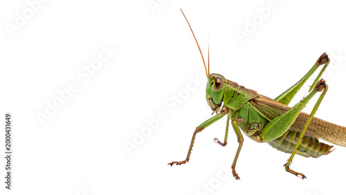 Konstfotografi Close-up view of a green grasshopper on a plain background showcasing its detail