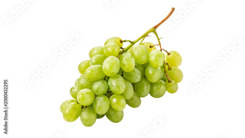 Obraz na plátně Fresh green grapes on vine ready for harvest in a sunny location during the summ