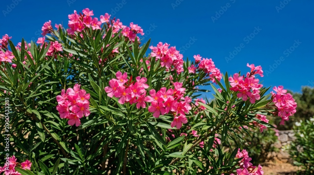 Obraz premium Blooming pink oleander flowers against a clear blue sky in summer.