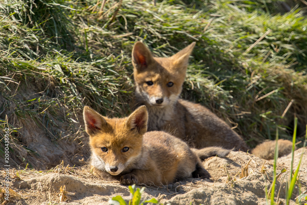 Naklejka premium Red fox cub/cubs in nature on a sunny spring day