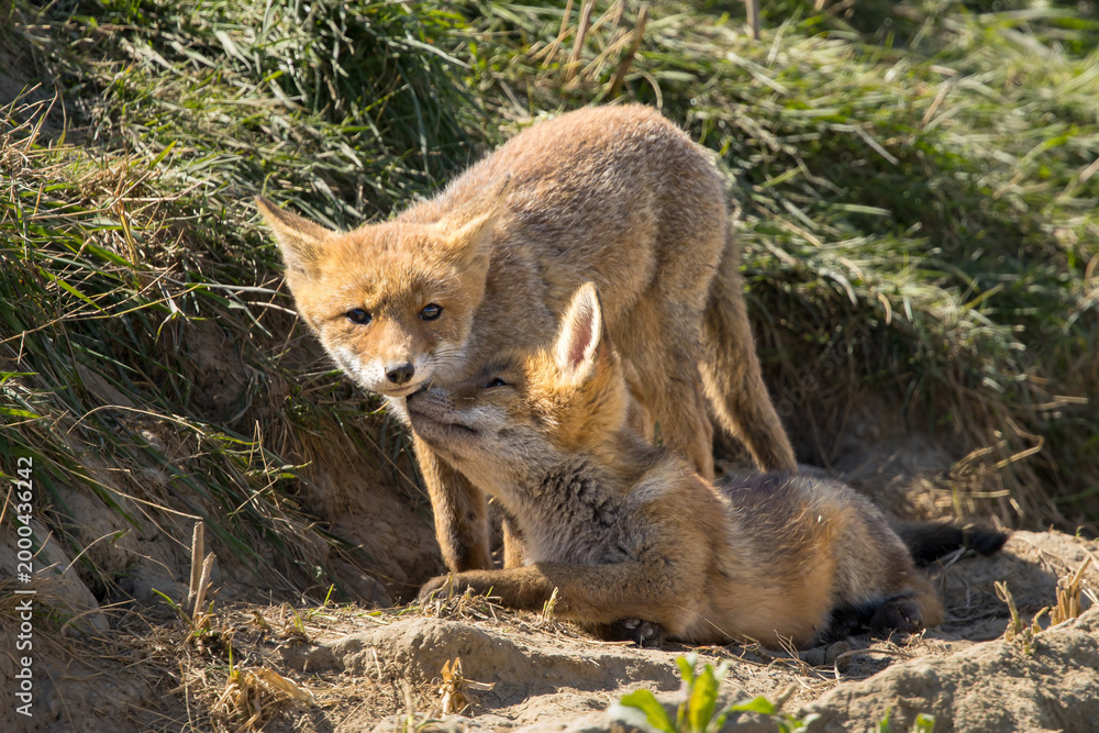 Fototapeta premium Red fox cub/cubs in nature on a sunny spring day