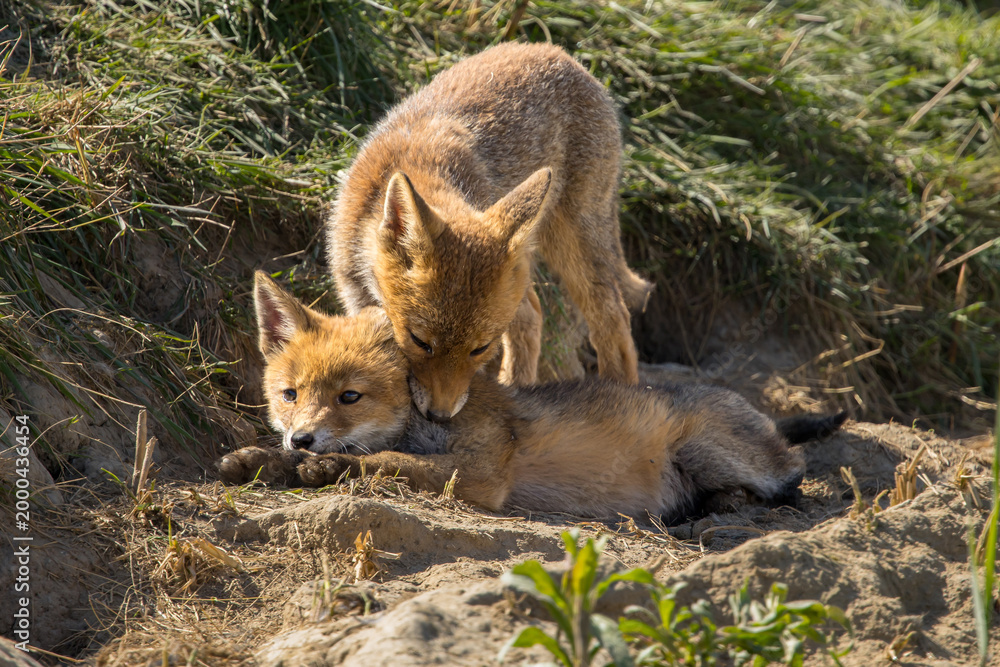 Fototapeta premium Red fox cub/cubs in nature on a sunny spring day