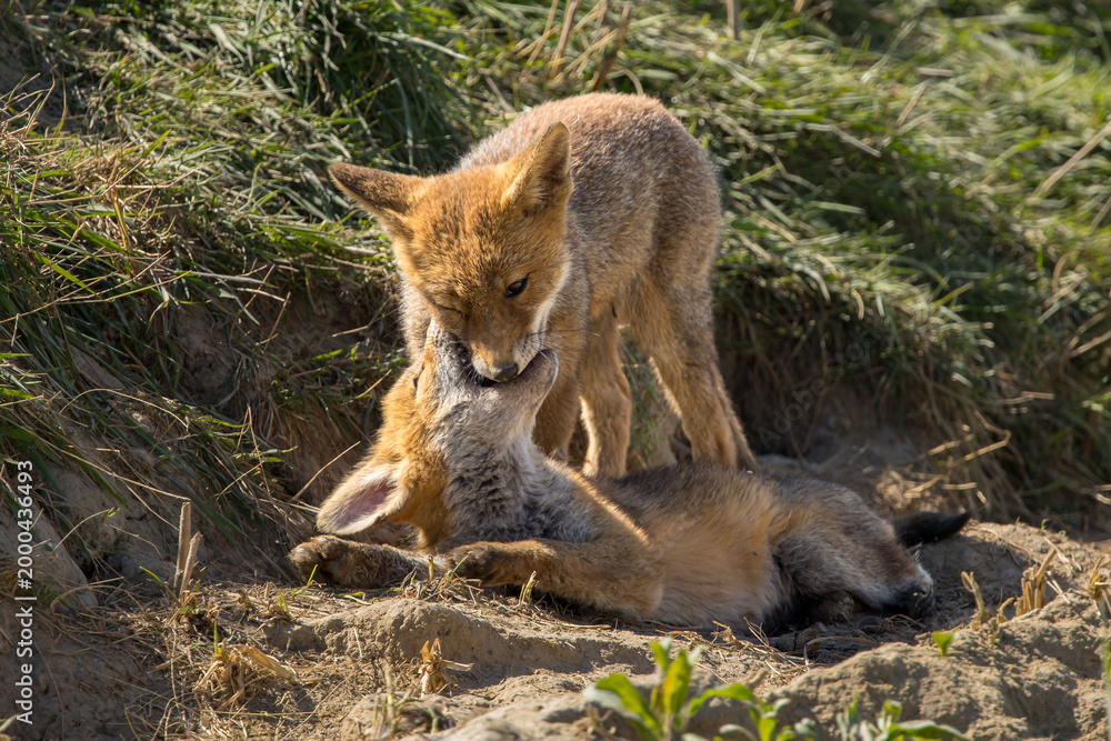 Fototapeta premium Red fox cub/cubs in nature on a sunny spring day
