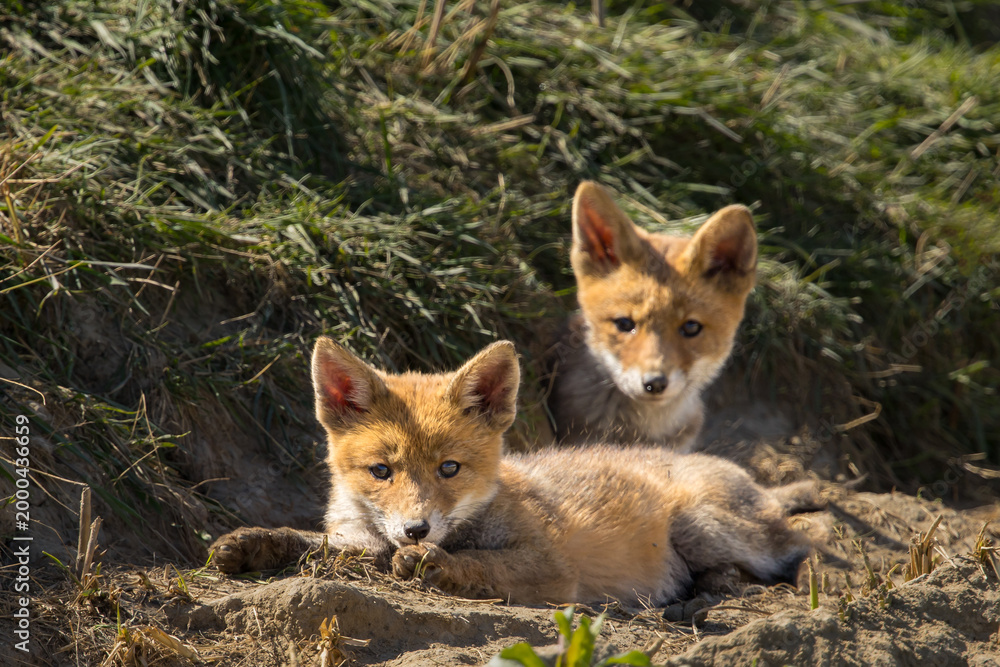 Fototapeta premium Red fox cub/cubs in nature on a sunny spring day