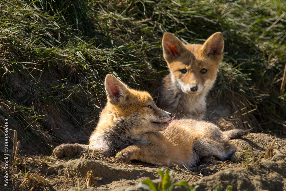 Fototapeta premium Red fox cub/cubs in nature on a sunny spring day
