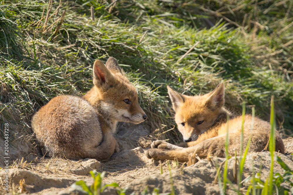 Fototapeta premium Red fox cub/cubs in nature on a sunny spring day
