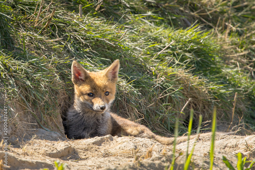 Fototapeta premium Red fox cub/cubs in nature on a sunny spring day