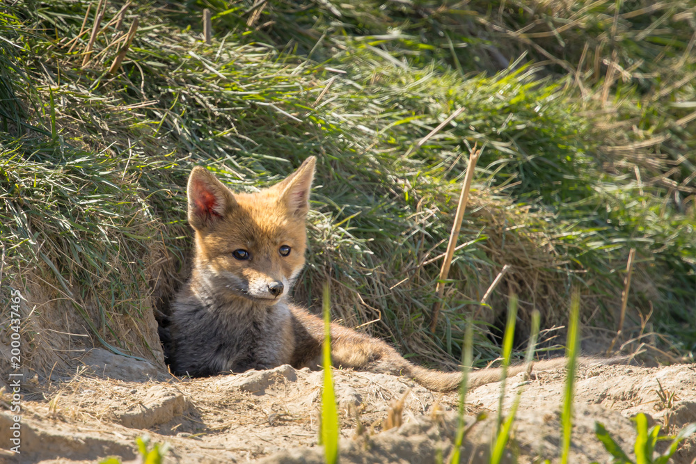 Fototapeta premium Red fox cub/cubs in nature on a sunny spring day