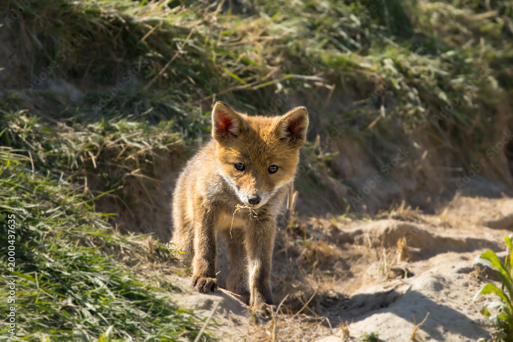 Fototapeta premium Red fox cub/cubs in nature on a sunny spring day
