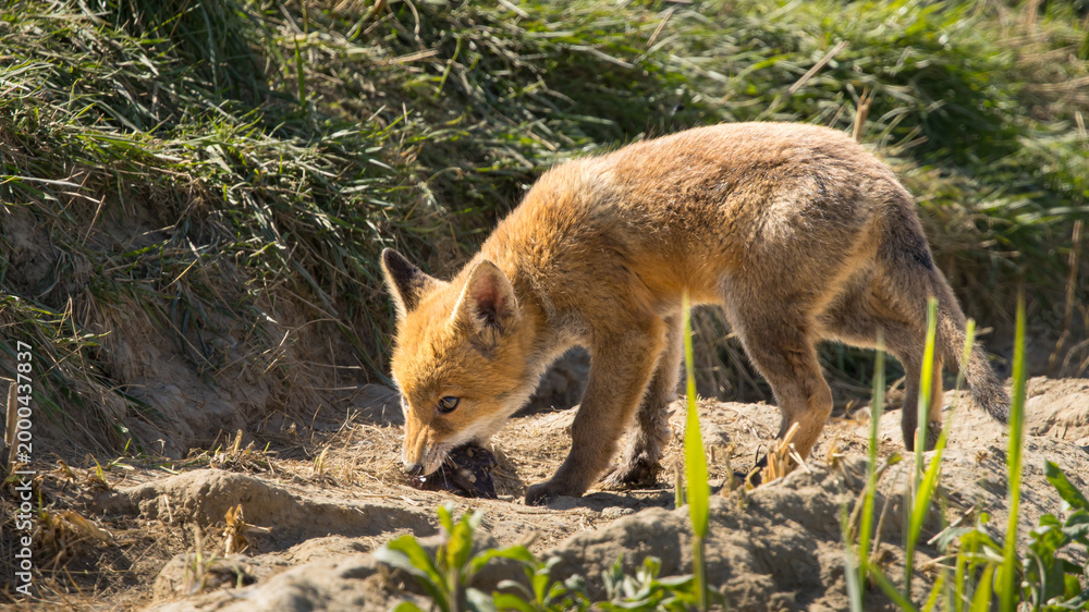 Obraz premium Red fox cub/cubs in nature on a sunny spring day