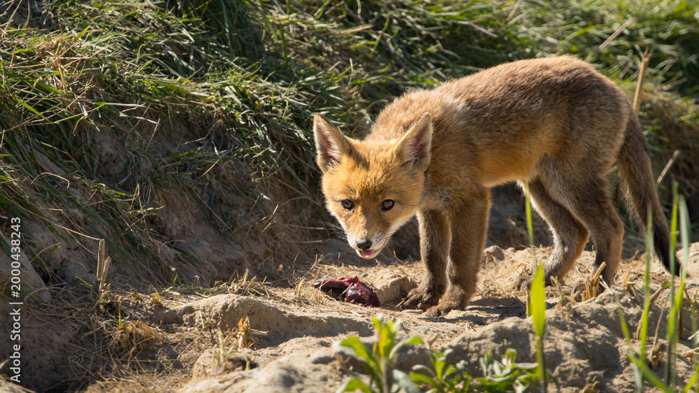 Fototapeta premium Red fox cub/cubs in nature on a sunny spring day