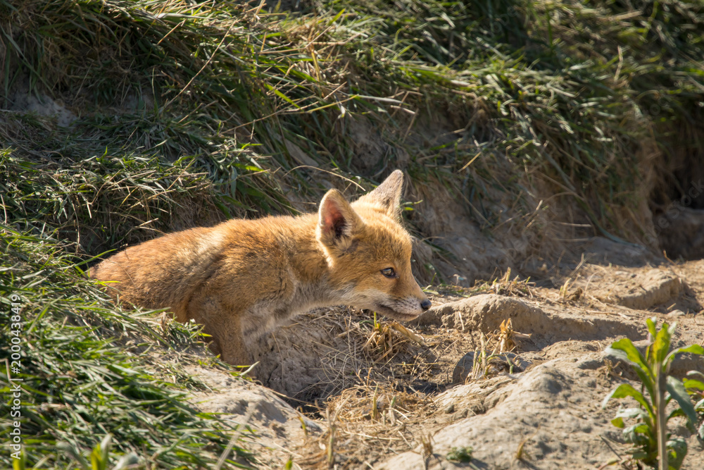 Fototapeta premium Red fox cub/cubs in nature on a sunny spring day