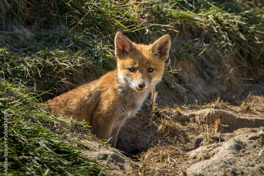 Fototapeta premium Red fox cub/cubs in nature on a sunny spring day