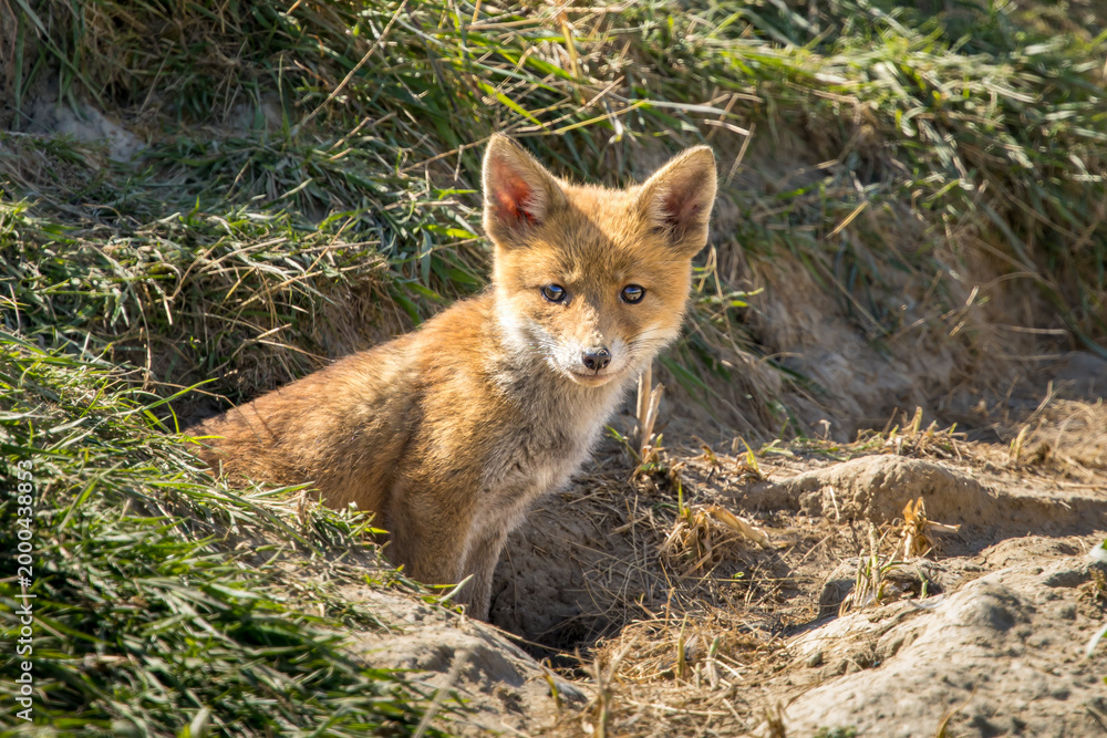 Fototapeta premium Red fox cub/cubs in nature on a sunny spring day
