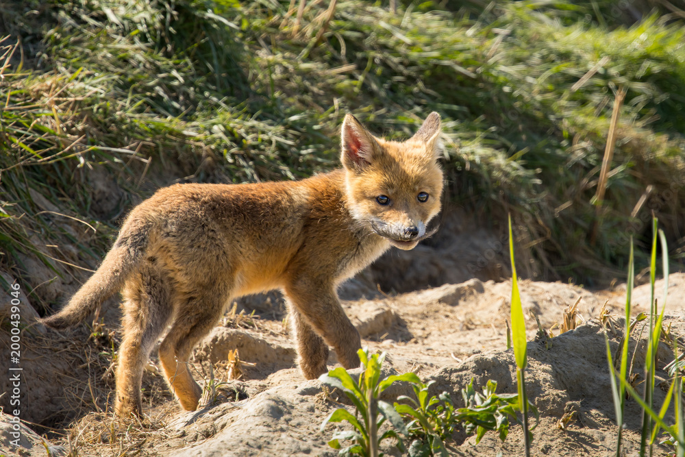 Fototapeta premium Red fox cub/cubs in nature on a sunny spring day