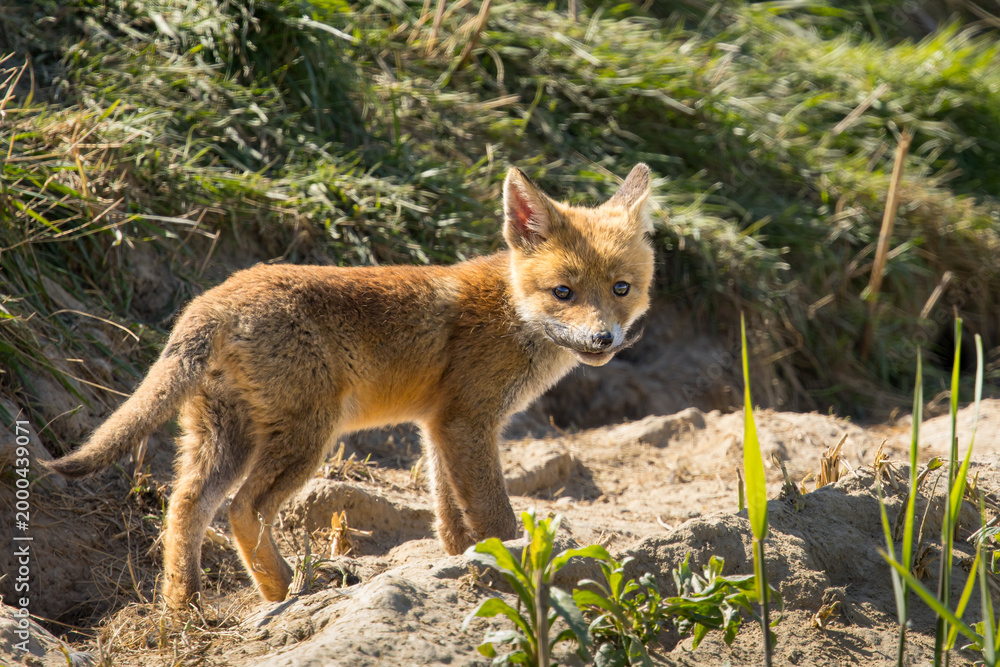 Obraz premium Red fox cub/cubs in nature on a sunny spring day